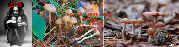 крисы Алексин